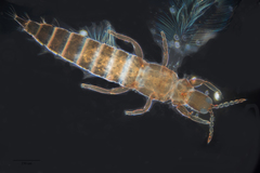 Haplothrips