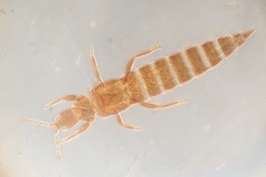 Haplothrips