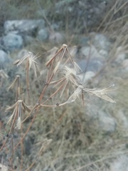 Porophyllum ruderale