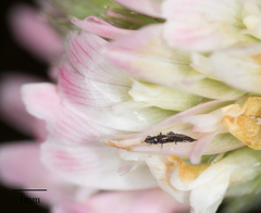 Haplothrips
