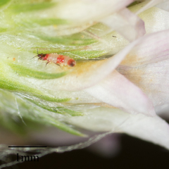 Haplothrips