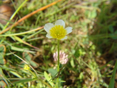 Limnanthes
