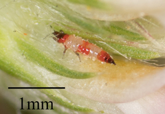 Haplothrips