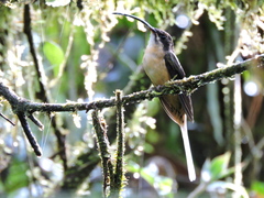 Phaethornis syrmatophorus