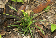 Apostasia wallichii