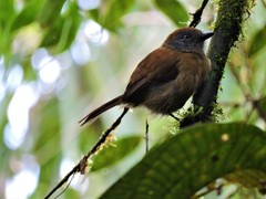 Thamnophilus unicolor