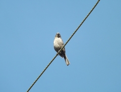 Molothrus bonariensis