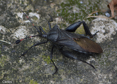 Pachylis acutangulus