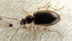 Notagonum