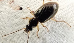 Notagonum