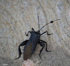 Pachylis acutangulus