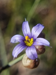 Sisyrinchium biforme