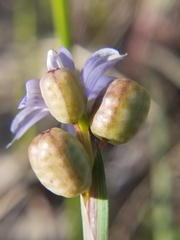 Sisyrinchium biforme
