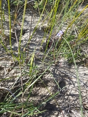 Sisyrinchium biforme