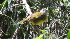 Myiothlypis coronata