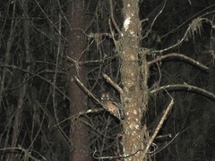 Megascops albogularis