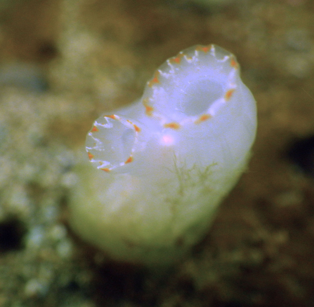 Tunicate