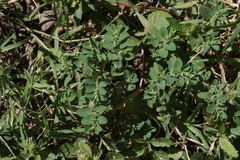 Euphorbia stictospora