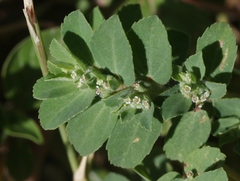 Euphorbia stictospora