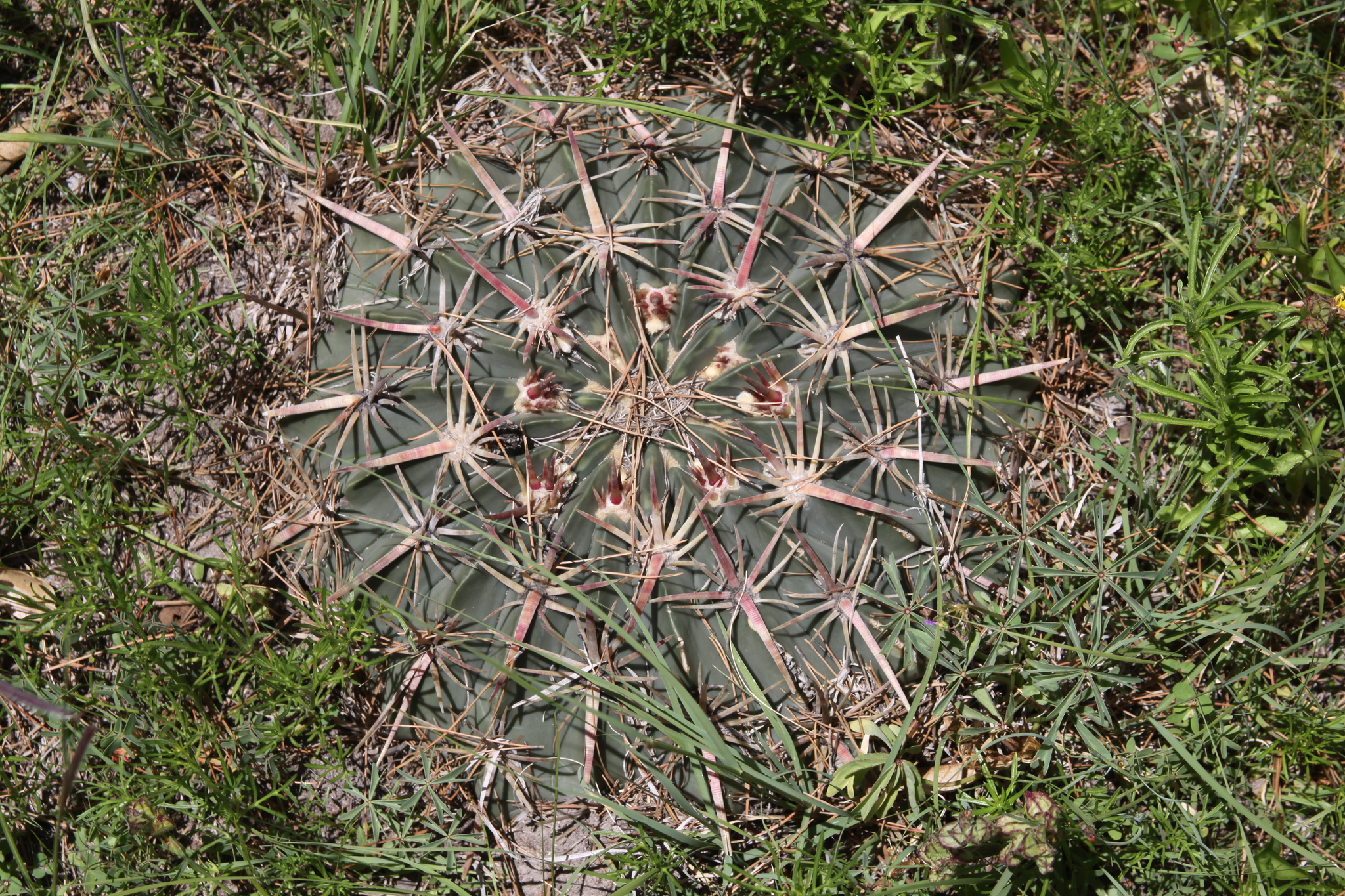 Ferocactus macrodiscus ssp. septentrionalis