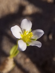 Sabatia arenicola