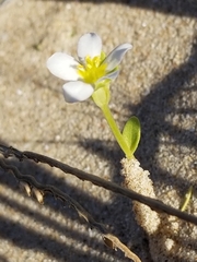 Sabatia arenicola
