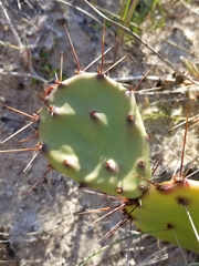 Opuntia fusco-atra