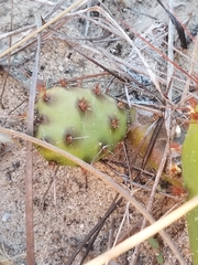 Opuntia fusco-atra