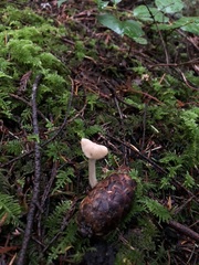 Helvella maculata