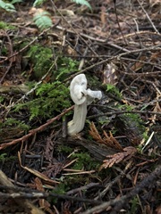 Helvella maculata