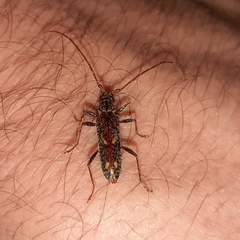 Eurysthea cribripennis