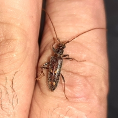 Eurysthea cribripennis