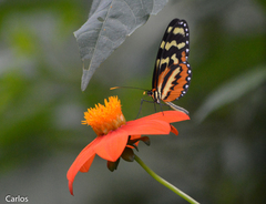 Mechanitis polymnia lycidice