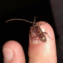 Eurysthea cribripennis