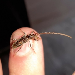 Eurysthea cribripennis