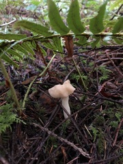 Helvella maculata