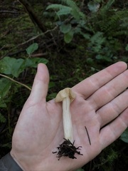 Helvella maculata