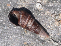 Pseudomelatomidae
