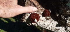 Hypocreaceae