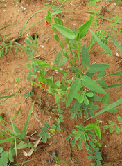 Zornia glochidiata