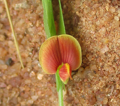 Zornia glochidiata
