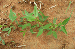 Zornia glochidiata