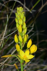 Bulbine glauca
