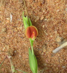 Zornia glochidiata