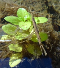 Ranatra quadridentata