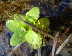 Ranatra quadridentata