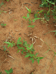 Zornia glochidiata