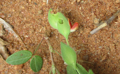 Zornia glochidiata