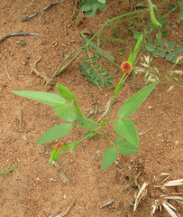 Zornia glochidiata