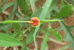Zornia glochidiata